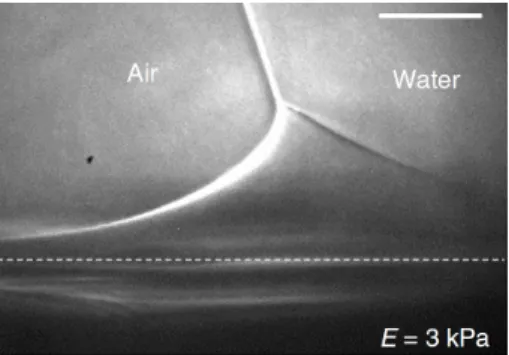 Figure 2 . 6 : X-ray image of a wetting ridge of a droplet on a silicone gel (E=3 kPa)