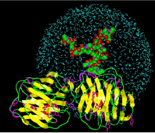 Abbildung 1: 3D-Darstellung eines glykosilierten Proteins (Die Glykosylierung ist solvatisiert)