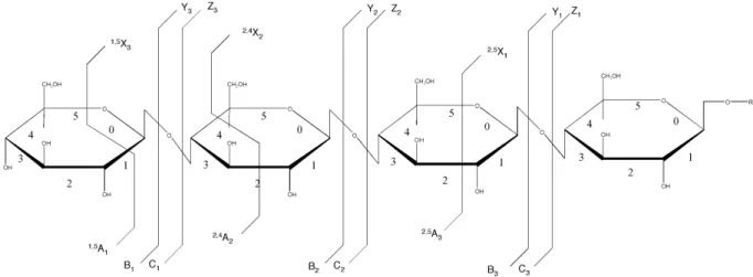 Abbildung 19: Bezeichnung der Fragmente eines Kohlenhydrates nach Domon und Costello