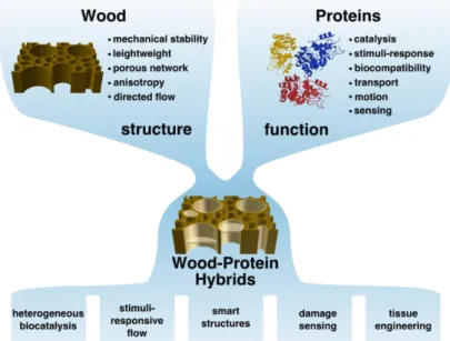 Figure 1: Schematic illustration of the combination of wood and proteins. Wood-protein hybrids  can combine the unique wood structure with the protein functions