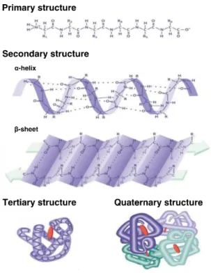 Figure 6: Schematic illustration of the hierarchical levels of the protein structure. 102
