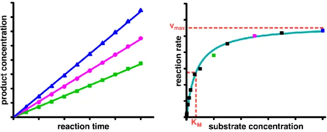 Figure  7:  The  kinetic  parameters  of  an  enzymatic  reaction  are  obtained  by  plotting  the  initial  reaction  rates,  derived  as  the  linear  fit  of  the  product  concentration  over  time  (left),  against  the  substrate concentration (righ
