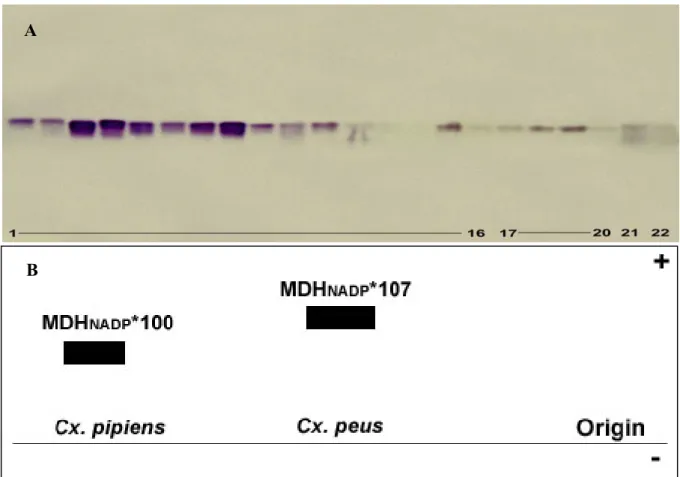 Figure 2-2 A. Electrophoretic mobilites of Malic enzyme in populations  of  Culex.1 to 16: Cx.