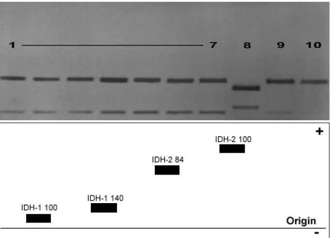Table 2-6. Absolute (Abs.) and relative (Rel.) genotype frequencies of IDH-1* in populations  of Culex