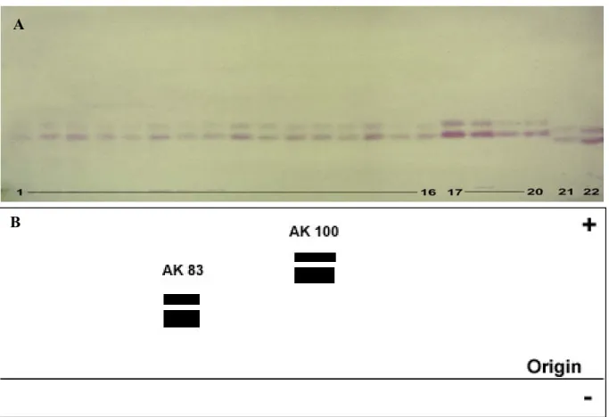 Figure 2-5A. The electrophoretic mobilities of AK in populations of Culex. Lanes: 1 to 16: Cx