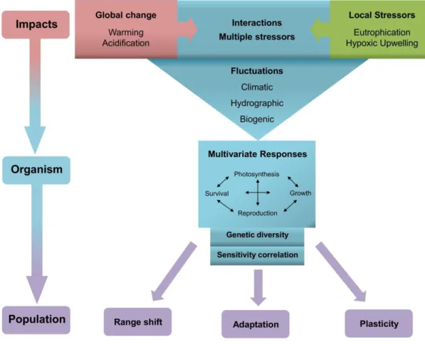 Figure 3 Environmental impacts on autotrophic organism and populations during summer. Global and  local factors interactively  affect organisms