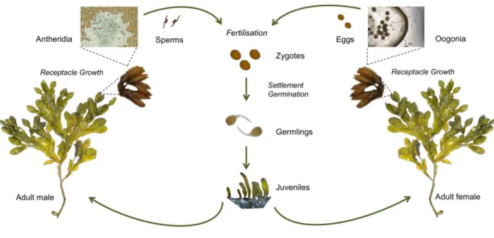 Figure  4  Life-cycle  of  Fucus  vesiculosus.  Adult  male  and  female  individuals  develop  receptacles  containing conceptacles, with antheridia in males and oogonia in females