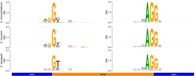 Fig. S4.  Non-canonical splice sites in the genomes of S. microadriaticum, S. minutum,  and S