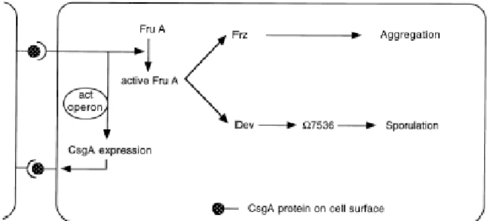 Fig. 1.2. A model for the C-signal transduction pathway (Gronewold and Kaiser, 2001).