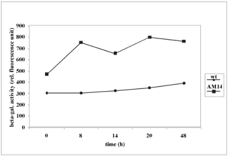 Fig. 2.17. Determination  of  the  b-galactosidase  activity  of  strain  AM14  during  fruiting  body formation  (50  mg)