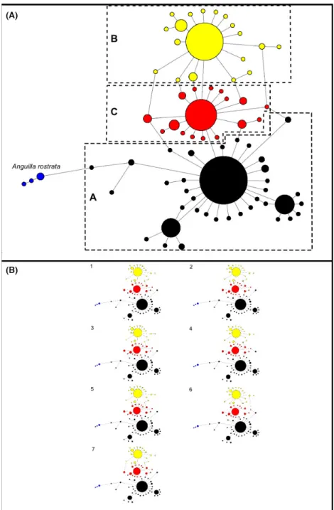 Figure 2. Main haplotype network and all shortest networks obtained through maximum parsimony