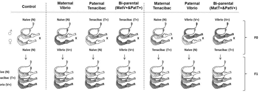 Fig.  S1.  Experimental  design  to  explore  maternal,  paternal  and  biparental  immune  priming  effects  and  parental  bacteria  specificity  in  the  pipefish  Syngnathus  typhle