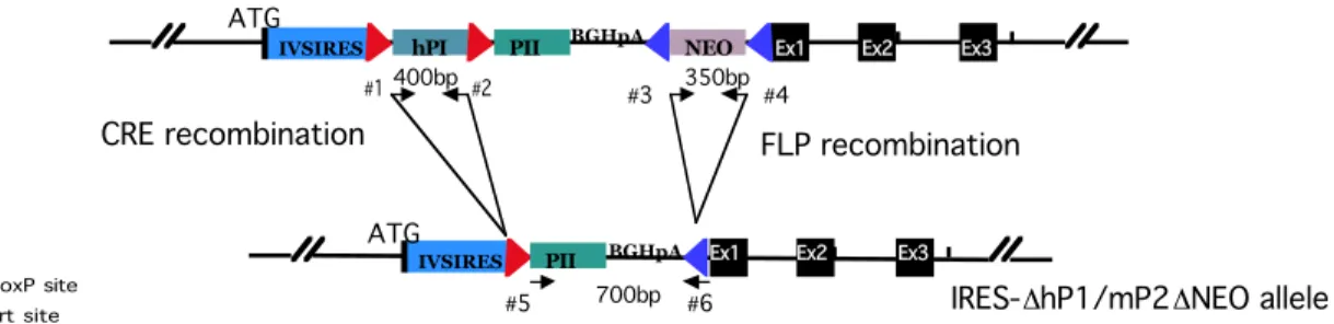 Figure  3  Strategy used for the replacement of profilin1 by the IRES-hP1/mP2 allele.