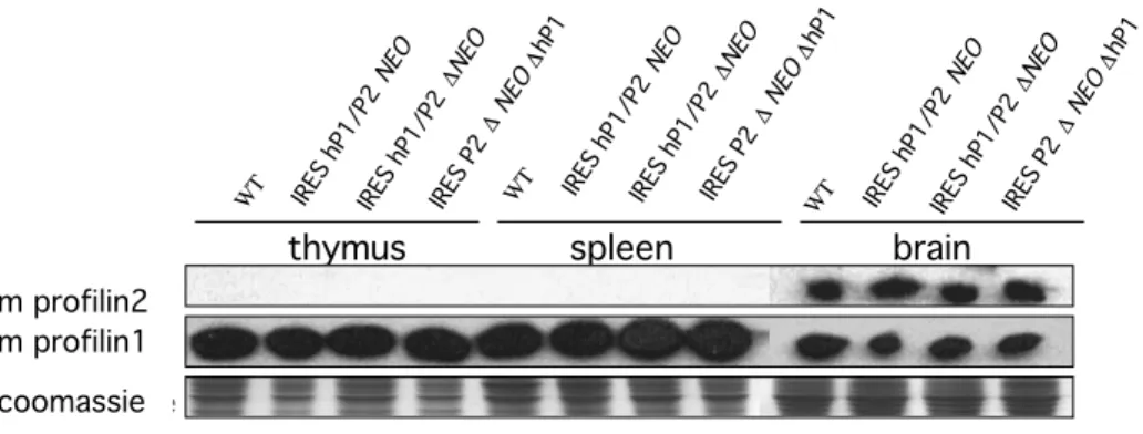 Figure  5  Western  blot  analysis  of  protein  extracts  from  thymus,  spleen  and  brain  of  IRES- IRES-hP1/mP2 knock-in mice.