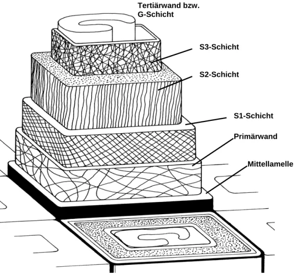 Abb. 2.5: Aufbau einer verholzten Zellwand.  Mittellamelle S1-Schicht Primärwand Tertiärwand bzw
