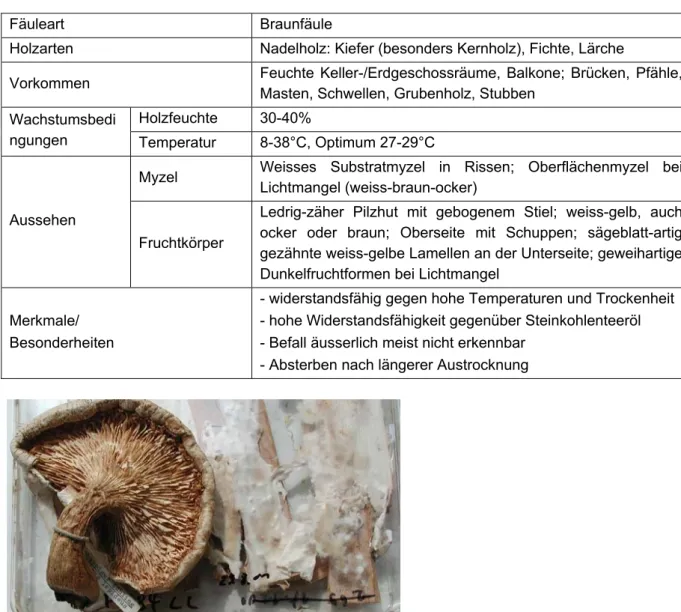 Abbildung 2.58  Fruchtkörper des Schuppigen Sägeblättlings und myzel-bewachsene Holzproben   (Quelle: holzfragen.de)  