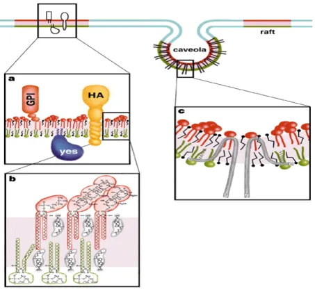 Figure 1.  Model of a lipid-enriched domain at the plasma membrane.  (a). A GPI- GPI-anchored protein is attached to the exoplasmic leaflet, and a doubly acylated Src-kinase to  the cytoplasmic leaflet or a transmembrane protein (HA)
