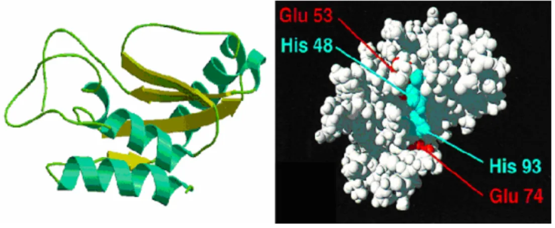 Figure 3. P14a tomato drawing based on NMR information. Left view. Representation of  structural elements in p14a, containing four α-helices, and four β-strands