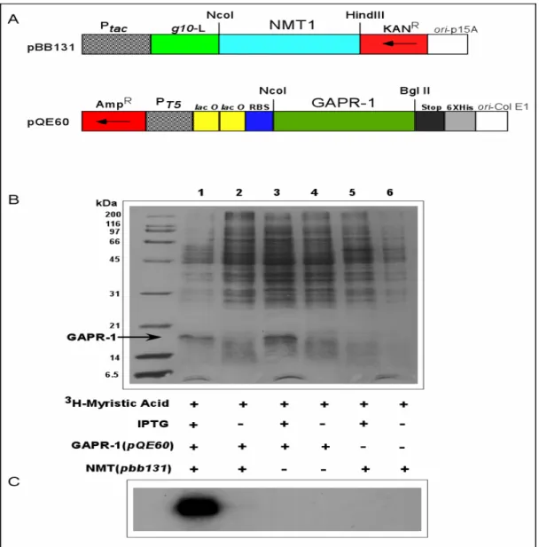 Figure 5.  [ 3 H]-Myristate-labeled GAPR-1 in E. coli. (A) Schematic presentation of plasmid  constructs used to express NMT1 and GAPR-1 in E