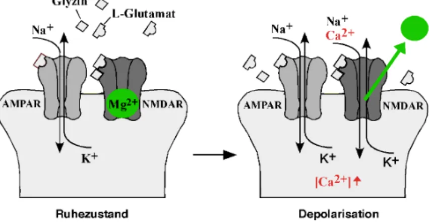 Abb.  2:  Koinzidenz-Detektion  durch  den  NMDAR.  Modell  des  funktionellen  Prinzips  einer  glutamatergen Synapse  mit  kolokalisierten AMPAR und  NMDAR in  der  postsynaptischen Membran im  Ruhezustand  und nach Membrandepolarisation (Depolarisation)