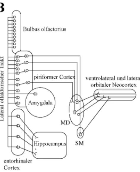 Abb.  3:  Schematische  Darstellung  des  olfaktorischen Systems und dessen Projektionen in höhere  Gehirnre-gionen