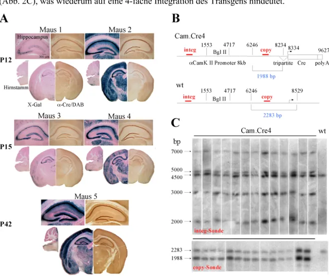 Abb. 2: Srategie und Analyse der Cre-Expressionsmuster von Tg Cre4 -Mäusen. A: Histologische Untersuchun- Untersuchun-gen  koronaler  Vibratom-Schnitte von  Tg Cre4 /Rosa26 R26R -Mäusen  (Maus  1-5)  der  Altersstufen  P12,  P15  und P42 mittels Cre-Antikö
