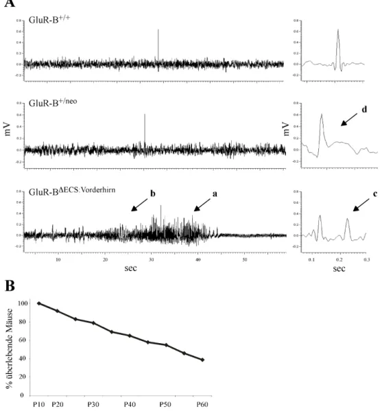 Abb.  5:  EEG-Aufnahmen  und  Überlebenskurve  von  GluR-B DECS:Vorderhirn -Mäusen.  A:  EEG-Aufnahmen  von GluR-B DECS:Vorderhirn -Mäusen zeigten tonisch-klonische Anfälle (a), die von myoklonischen Spikeserien  ange-führt werden (b)