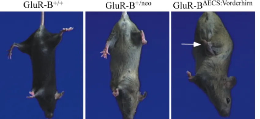 Abb.  6:  Klammern  der  Hinterpfoten (“clasping”-Reflex)  von   GluR-B DECS:Vorderhirn -Mäusen