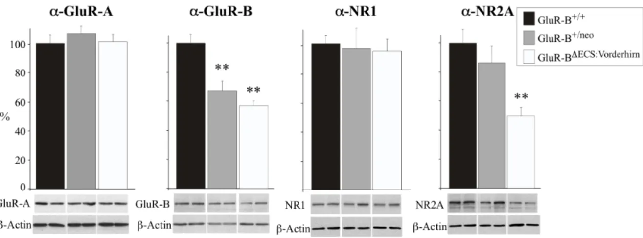Abb.  9:  Quantitative  Immunoblotanalysen  von  Hippocampi  adulter  GluR-B DECS:Vorderhirn -,  GluR-B +/neo -  und GluR-B +/+ -Mäuse