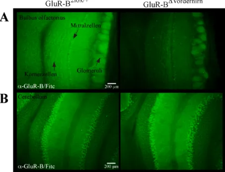 Abb.  13:  Immunfluoreszenz- Immunfluoreszenz-Analyse  an  Vibratom-Schnitten von  GluR-B 2lox/+ -  und   GluR-B DVorderhirn -Mäusen  mit  einem Antikörper  gegen  GluR-B  und einem  Fitc-gekoppelten  2