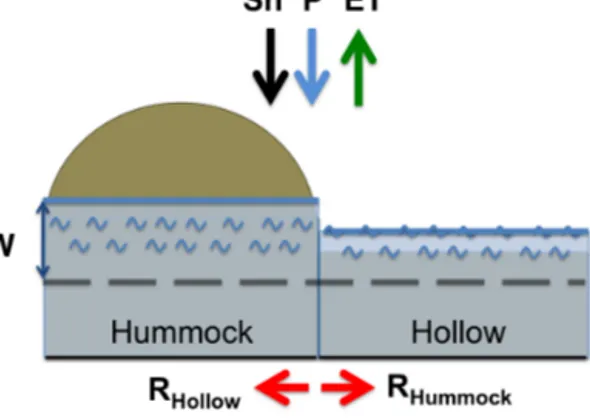 Figure 1. Schematics of the HH model showing two grid cells: a hummock and a hollow. The model represents a 1 km × 1 km  peat-land, and works at a 1 m × 1 m grid cell