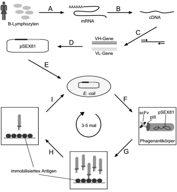 Abb. 2: Schema der Herstellung humaner Antikörpergenbibliotheken und deren Panning auf  einem Antigen