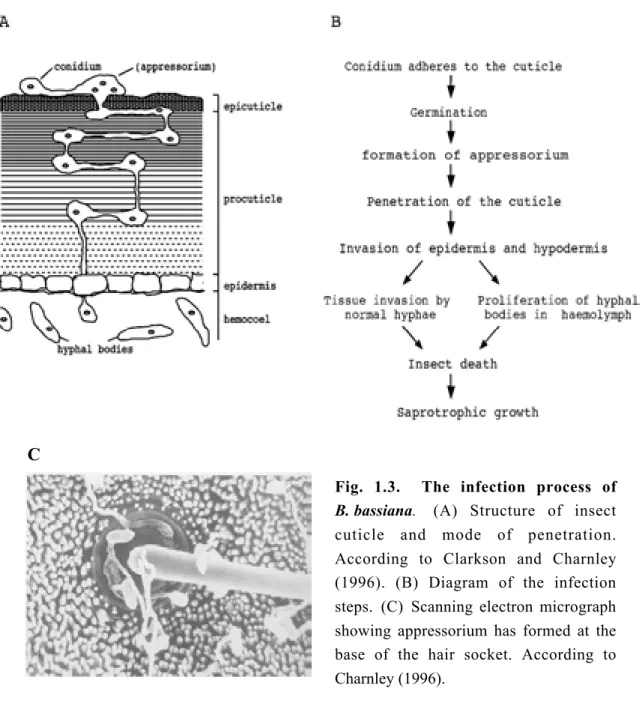 Fig. 1.3.  The infection process of B. bassiana.  (A) Structure of insect cuticle and mode of penetration.