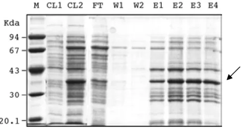 Fig. 2.7. Purification of DHFR-PR1 using a Ni-NTA agarose column under denaturing conditions