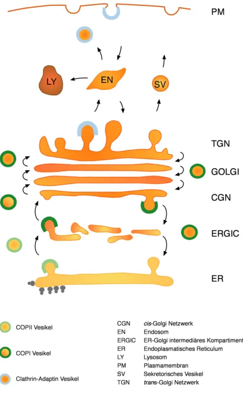 Abb. 1. Modell des vesikulären Transports entlang des Sekretionswegs einer Säugerzelle