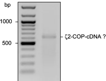 Abb. 6. PCR aus mhAT 3 -cDNA mit ζ2-spezifischen Primern. Das PCR-Produkt läuft zwischen 600 und 700 bp
