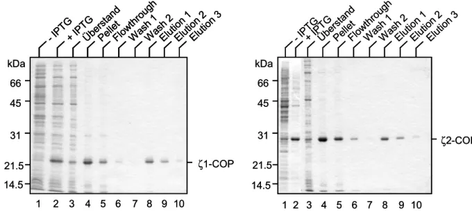 Abb. 7. Aufreinigung von ζ1- und ζ2-COP (jeweils Spuren 1-10) unter denaturierenden Bedingungen  (Coomassie gefärbte Gele): In den Spuren 1 und 2 sind jeweils E