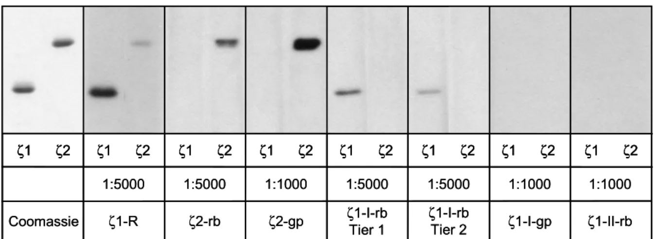 Abb. 9. Testen der Spezifität der Antikörperseren gegen die rekombinanten Proteine. In jeder Spur wurden 10 ng  rekombinantes ζ1- oder ζ2-COP aufgetragen und nach Blotten mit den angegebenen Antikörper-Verdünnungen  immunochemisch analysiert