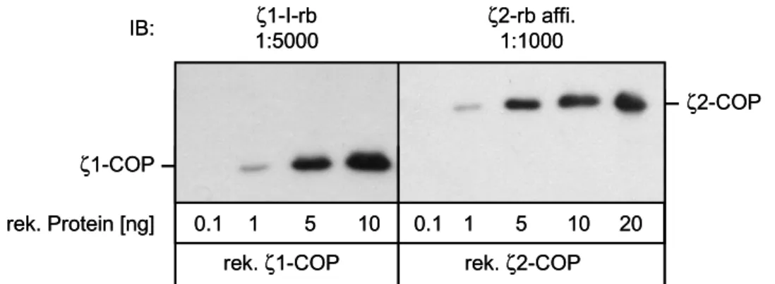 Abb. 10. Sensitivität der  ζ 1-I-rb- und  ζ 2-rb-Antikörper im Western Blot 