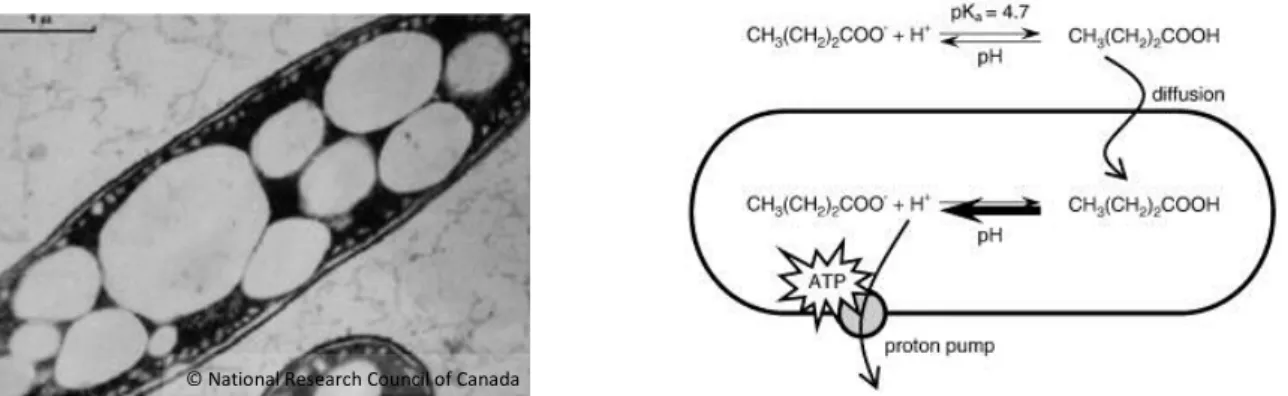 Fig. 4. Left: PHB granules in Alcaligenes latus. Right: Mechanism of the bacteriostatic activity of  SCFAs using the example of butyric acid (© Defoirdt et al
