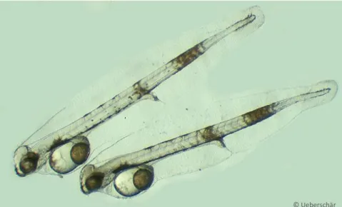 Fig. 5. Newly-hatched European sea bass larvae. 
