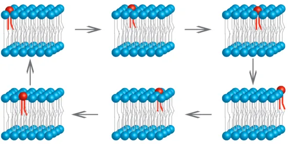 Figure 2. Lateral Diffusion of lipids in a bilayer. A single lipid (red) is able to laterally diffuse across the bilayer