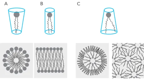 Figure 4. Lipid polymorphisms. The three different lipid shapes; conical (A) lipids form micellar phases (bottom  part), cylindrical lipids (B) form lamellar phases while inverted conical lipids (C) form more complex inverted  phases