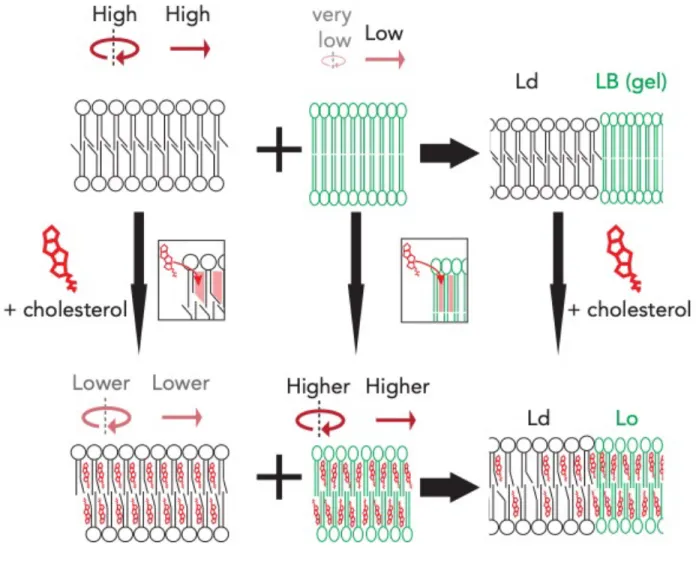 Figure 12. Cholesterol modulates the formation of Lo domains. The addition of cholesterol to an Ld-phase  (black lipids; top left) or to an Lβ-phase (green lipids; middle) changes their physical characteristics and drives the  formation of an Lo-phase