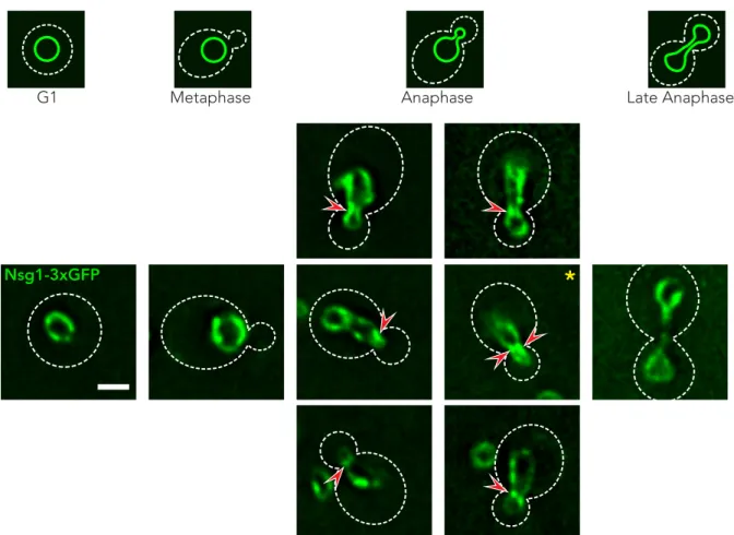 Figure 19. Fluorescence microscopy images of cells expressing Nsg1-3xGFP. The top cartoon panels depict the  various stages of nuclear division as a function of nuclear morphology (green outline) and cell morphology (white  dotted line)