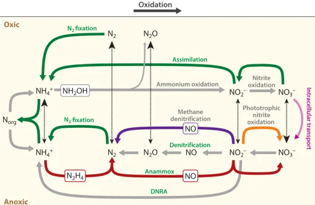 Figure  1:  Schematic  representation  of  the  N  cycle,  including  major  chemical  forms  and  pathways