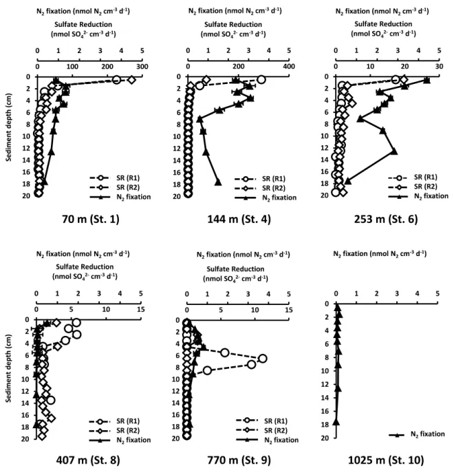 Figure 3: Sediment profiles of N 2  fixation (nmol N 2  cm -3  d -1 , average of three replicates) and sulfate  reduction rates (SR, nmol SO 4 