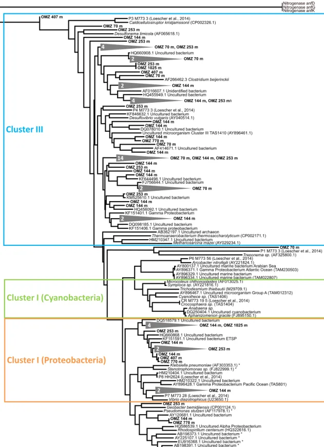 Figure 7. Phylogenetic tree of nifH genes based on the analysis of 122 sequences ( ∼ 20 sequences per sample) from the six sampling stations between 70 and 1025 m water depth