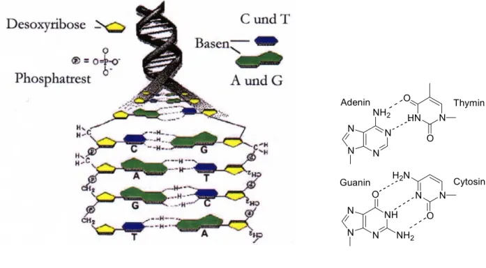 Abb. 1:  Die DNA-Doppelhelix 