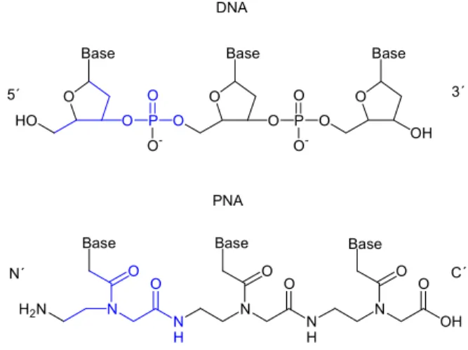Abb. 2:  Vergleich von DNA und PNA 